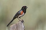 Spotted Towhee